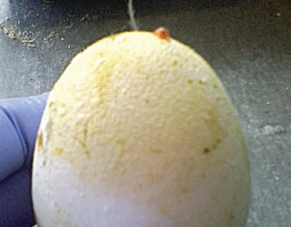 Брак цинку в несучок спричиняє різні дефекти на шкаралупі яйця